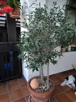 DSC01170.webp
