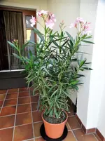 DSC01169.webp