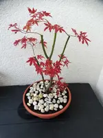 DSC01080.webp