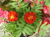 BILD7662.webp