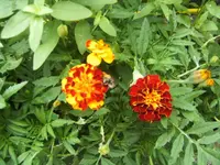 BILD7666.webp
