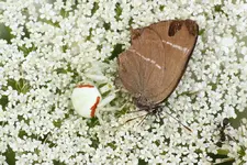 IMG_3815a.webp