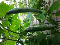 20170722_142342.webp