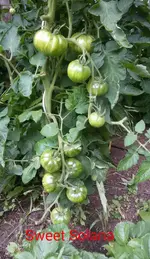 2017-07-23_12.47.15.jpg