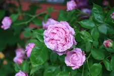 IMG_2316.JPG