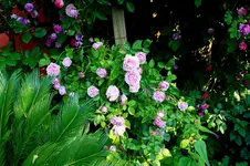 IMG_2501.webp