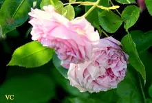 IMG_2524.webp