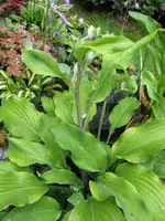 023_576x768.webp