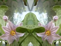 B22.webp