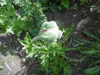 P1010457mohnknospe.webp