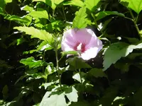 P1010455.webp