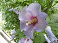 P1010454.webp