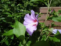 P1010453hibiskus.webp