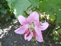 P1010452lilie.webp