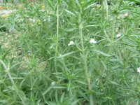 IMG_0516.webp