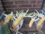 IMG_0534.jpg