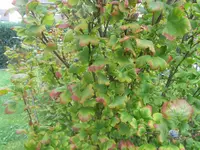 IMG_0528.webp