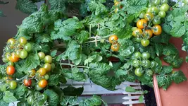 20170721_091116.webp