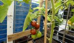Tomaten.jpg