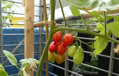 Tomaten2.jpg