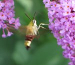 IMG_7710A.jpg