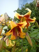 DSC04376.webp