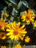 DSC04377.webp