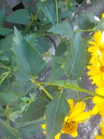 DSC04379.webp