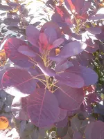 DSC04386.webp