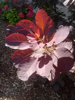 DSC04387.webp