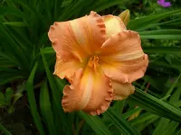 DSCI0531.webp