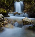 bach-.webp