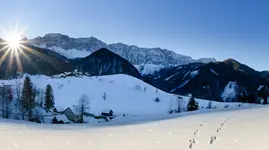 zell.webp