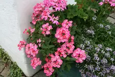 Einjährige4517.webp