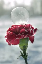 45555565-0099.webp