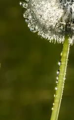 4blumen5-.webp