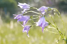 4blumen6-.webp
