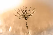 6blumen11-.webp
