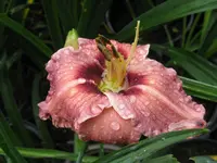 sil. merle kent 1_1024x768.webp