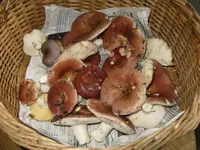 täublinge_1024x768.webp