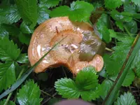 fichtenreizker_1024x768.webp