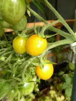 P1060522Ildy.webp