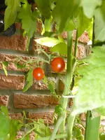 P1060524Johannisbeertomate.webp