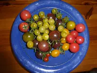P1060528Ernte.webp