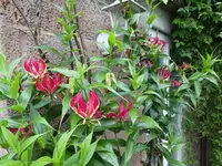 Ruhmeskron 11.webp
