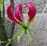 Ruhmeskron 14.webp