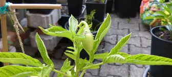 Pepino.jpg