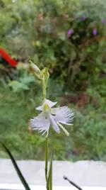 IMG_20170724_064602.webp