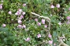 Chinesische Anem 02.webp
