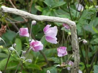Chinesische Anem 03.webp